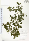 中文名:灰木(S005404)學名:Symplocos chinensis (Lour.) Druce(S005404)英文名:Sapphire berry sweet leaf