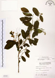 中文名:灰木(S005787)學名:Symplocos chinensis (Lour.) Druce(S005787)英文名:Sapphire berry sweet leaf