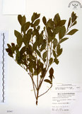 中文名:灰木(S005947)學名:Symplocos chinensis (Lour.) Druce(S005947)英文名:Sapphire berry sweet leaf