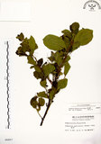 中文名:灰木(S006807)學名:Symplocos chinensis (Lour.) Druce(S006807)英文名:Sapphire berry sweet leaf