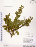 中文名:灰木(S013046)學名:Symplocos chinensis (Lour.) Druce(S013046)英文名:Sapphire berry sweet leaf