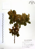 中文名:灰木(S013905)學名:Symplocos chinensis (Lour.) Druce(S013905)英文名:Sapphire berry sweet leaf