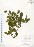 中文名:灰木(S014198)學名:Symplocos chinensis (Lour.) Druce(S014198)英文名:Sapphire berry sweet leaf