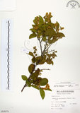 中文名:灰木(S015271)學名:Symplocos chinensis (Lour.) Druce(S015271)英文名:Sapphire berry sweet leaf