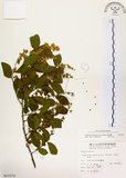 中文名:灰木(S015272)學名:Symplocos chinensis (Lour.) Druce(S015272)英文名:Sapphire berry sweet leaf