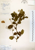 中文名:灰木(S019239)學名:Symplocos chinensis (Lour.) Druce(S019239)英文名:Sapphire berry sweet leaf