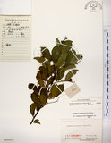 中文名:灰木(S020229)學名:Symplocos chinensis (Lour.) Druce(S020229)英文名:Sapphire berry sweet leaf