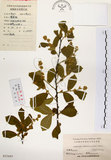中文名:灰木(S023665)學名:Symplocos chinensis (Lour.) Druce(S023665)英文名:Sapphire berry sweet leaf