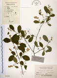 中文名:灰木(S023697)學名:Symplocos chinensis (Lour.) Druce(S023697)英文名:Sapphire berry sweet leaf