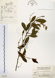 中文名:灰木(S023892)學名:Symplocos chinensis (Lour.) Druce(S023892)英文名:Sapphire berry sweet leaf