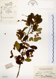 中文名:灰木(S023937)學名:Symplocos chinensis (Lour.) Druce(S023937)英文名:Sapphire berry sweet leaf