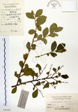 中文名:灰木(S024184)學名:Symplocos chinensis (Lour.) Druce(S024184)英文名:Sapphire berry sweet leaf