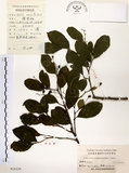 中文名:灰木(S024229)學名:Symplocos chinensis (Lour.) Druce(S024229)英文名:Sapphire berry sweet leaf