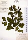 中文名:灰木(S024257)學名:Symplocos chinensis (Lour.) Druce(S024257)英文名:Sapphire berry sweet leaf