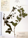 中文名:灰木(S024914)學名:Symplocos chinensis (Lour.) Druce(S024914)英文名:Sapphire berry sweet leaf