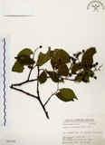 中文名:灰木(S025745)學名:Symplocos chinensis (Lour.) Druce(S025745)英文名:Sapphire berry sweet leaf