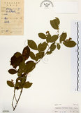 中文名:灰木(S029196)學名:Symplocos chinensis (Lour.) Druce(S029196)英文名:Sapphire berry sweet leaf