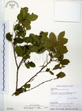 中文名:灰木(S032492)學名:Symplocos chinensis (Lour.) Druce(S032492)英文名:Sapphire berry sweet leaf