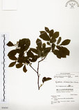 中文名:灰木(S036565)學名:Symplocos chinensis (Lour.) Druce(S036565)英文名:Sapphire berry sweet leaf
