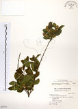 中文名:灰木(S036713)學名:Symplocos chinensis (Lour.) Druce(S036713)英文名:Sapphire berry sweet leaf