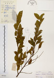 中文名:灰木(S041823)學名:Symplocos chinensis (Lour.) Druce(S041823)英文名:Sapphire berry sweet leaf