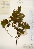 中文名:灰木(S043702)學名:Symplocos chinensis (Lour.) Druce(S043702)英文名:Sapphire berry sweet leaf