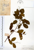 中文名:灰木(S045184)學名:Symplocos chinensis (Lour.) Druce(S045184)英文名:Sapphire berry sweet leaf