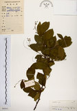 中文名:灰木(S045411)學名:Symplocos chinensis (Lour.) Druce(S045411)英文名:Sapphire berry sweet leaf