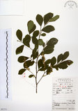 中文名:灰木(S051711)學名:Symplocos chinensis (Lour.) Druce(S051711)英文名:Sapphire berry sweet leaf