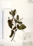 中文名:灰木(S052547)學名:Symplocos chinensis (Lour.) Druce(S052547)英文名:Sapphire berry sweet leaf