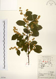 中文名:灰木(S052766)學名:Symplocos chinensis (Lour.) Druce(S052766)英文名:Sapphire berry sweet leaf