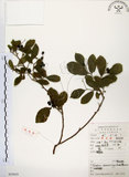 中文名:灰木(S053019)學名:Symplocos chinensis (Lour.) Druce(S053019)英文名:Sapphire berry sweet leaf