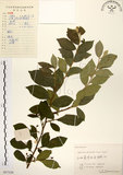 中文名:灰木(S057328)學名:Symplocos chinensis (Lour.) Druce(S057328)英文名:Sapphire berry sweet leaf