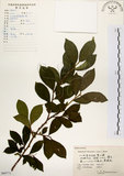 中文名:灰木(S060771)學名:Symplocos chinensis (Lour.) Druce(S060771)英文名:Sapphire berry sweet leaf