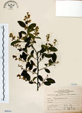 中文名:灰木(S068458)學名:Symplocos chinensis (Lour.) Druce(S068458)英文名:Sapphire berry sweet leaf