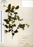 中文名:灰木(S068459)學名:Symplocos chinensis (Lour.) Druce(S068459)英文名:Sapphire berry sweet leaf
