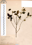 中文名:灰木(S068465)學名:Symplocos chinensis (Lour.) Druce(S068465)英文名:Sapphire berry sweet leaf