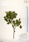 中文名:灰木(S084262)學名:Symplocos chinensis (Lour.) Druce(S084262)英文名:Sapphire berry sweet leaf