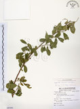 中文名:灰木(S085490)學名:Symplocos chinensis (Lour.) Druce(S085490)英文名:Sapphire berry sweet leaf