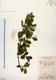 中文名:灰木(S086741)學名:Symplocos chinensis (Lour.) Druce(S086741)英文名:Sapphire berry sweet leaf
