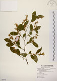 中文名:灰木(S088796)學名:Symplocos chinensis (Lour.) Druce(S088796)英文名:Sapphire berry sweet leaf