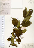 中文名:灰木(S102743)學名:Symplocos chinensis (Lour.) Druce(S102743)英文名:Sapphire berry sweet leaf