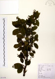 中文名:灰木(S111579)學名:Symplocos chinensis (Lour.) Druce(S111579)英文名:Sapphire berry sweet leaf