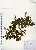 中文名:灰木(S111946)學名:Symplocos chinensis (Lour.) Druce(S111946)英文名:Sapphire berry sweet leaf