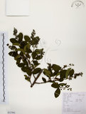 中文名:灰木(S117992)學名:Symplocos chinensis (Lour.) Druce(S117992)英文名:Sapphire berry sweet leaf