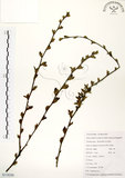 中文名:灰木(S118250)學名:Symplocos chinensis (Lour.) Druce(S118250)英文名:Sapphire berry sweet leaf