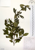 中文名:灰木(S118269)學名:Symplocos chinensis (Lour.) Druce(S118269)英文名:Sapphire berry sweet leaf