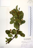 中文名:灰木(S123332)學名:Symplocos chinensis (Lour.) Druce(S123332)英文名:Sapphire berry sweet leaf