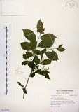 中文名:灰木(S123356)學名:Symplocos chinensis (Lour.) Druce(S123356)英文名:Sapphire berry sweet leaf