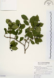 中文名:灰木(S123608)學名:Symplocos chinensis (Lour.) Druce(S123608)英文名:Sapphire berry sweet leaf